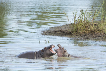 Fototapeta premium Two Hippo (Hippopotamus amphibius) youngerster playing in water
