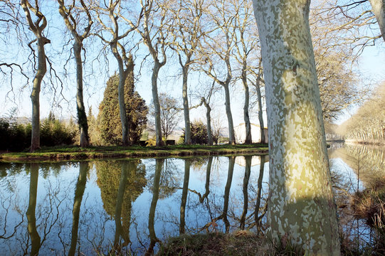 Canal du Midi, Lauragais, platanes