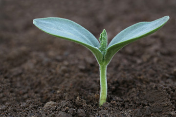 Bottle gourd seedling