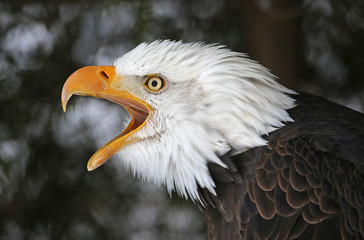 Obraz premium Screeching Bald Eagle