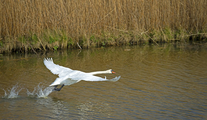 Swan flying over a river in winter