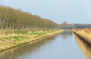 Row of trees in winter along a canal