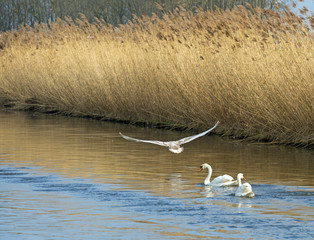 Swans flying and swimming in a river