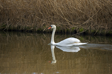 Swan swimming in a canal in winter