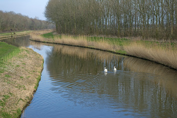 Two swans in a river in winter