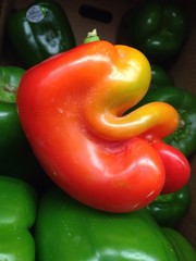 an odd shaped red bell pepper among other green ones.