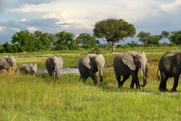 Elefantenkolonne in Afrika