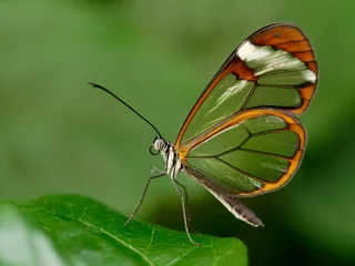 Foto op Plexiglas Vlinder Glasswing vlinder