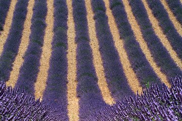 valensole provenza francia campi di lavanda