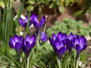 Purple crocus flowers in garden