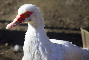 Muscovy duck