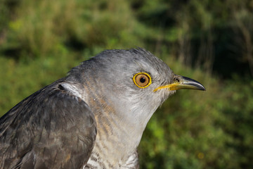 Cuco Común. Cuculus canorus