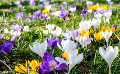 Stoff pro Meter Frühlingserwachen: Krokusse :) © doris oberfrank-list