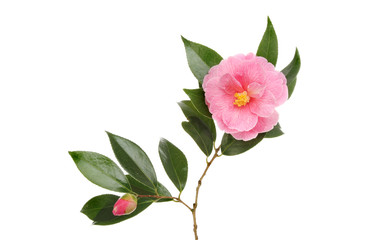 Naklejka na ściany i meble Camellia