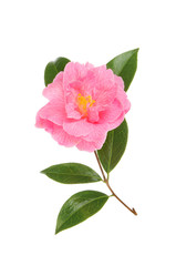 Magenta camellia