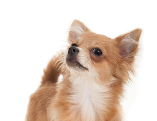 Long haired chihuahua puppy dog close-up