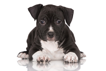 american staffordshire terrier puppy