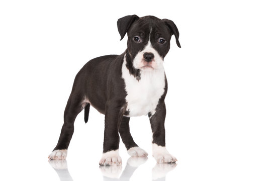 american staffordshire terrier puppy