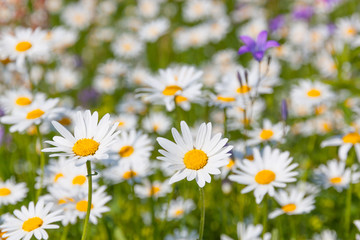 Daisies.