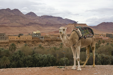 Camel in front of Oasis, Morocco