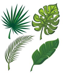 Fototapeta na wymiar Set of tropical leaves