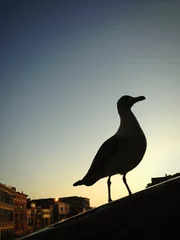 Foto op Plexiglas Venice, seagull silhouette © Tatiana Zaghet
