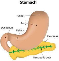 Stomach and Pancreas Organs Labeled