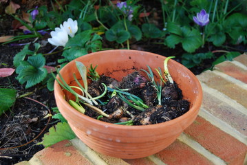 Pot of flower bulbs