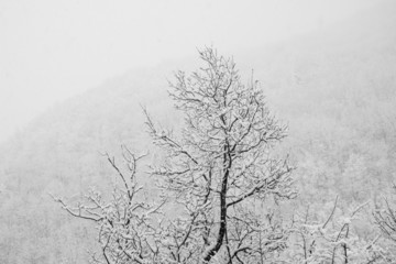 Snow falling in winter mountain landscape, tree close up