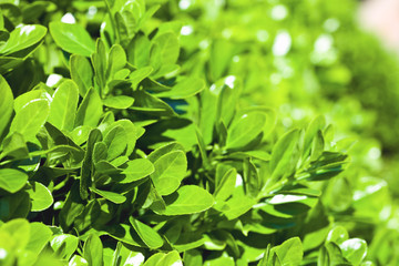 green leaves