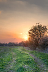 Fototapeta premium Sunset path