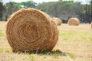 Hay Bale