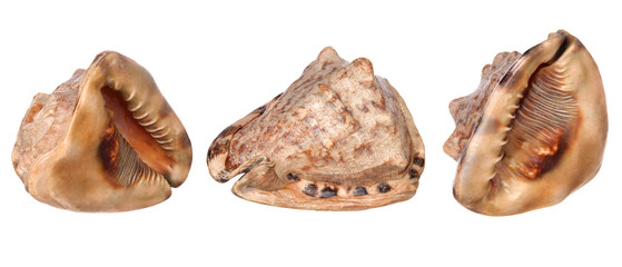 three views of big sea shell isolated on white