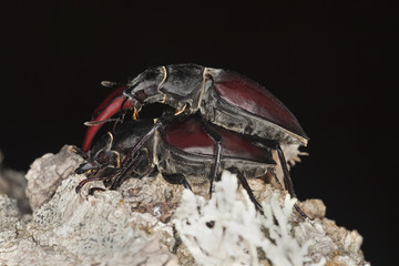 Mating Stag beetles, Lucanus cervus on oak