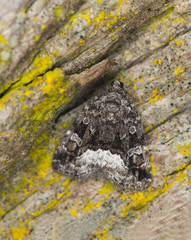 Marbled white spot, Protodeltote pygarga on wood