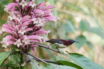 Black-throated sunbird