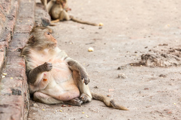 Monkeys of Thailand