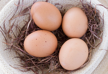 Eggs in the nest