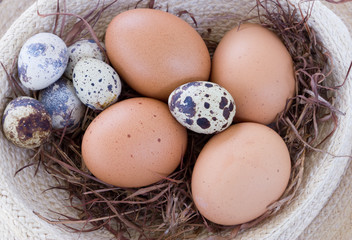 Quail eggs in the nest