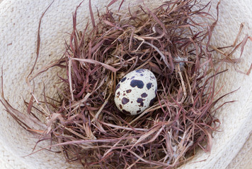 Quail eggs in the nest