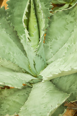 Sharp pointed agave plant leaves