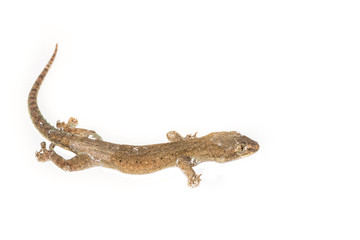 Naklejka premium Lizard