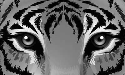 A tiger with sharp eyes