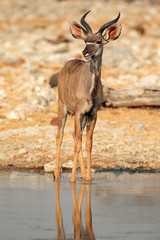 Kudu antelope, Etosha National Park