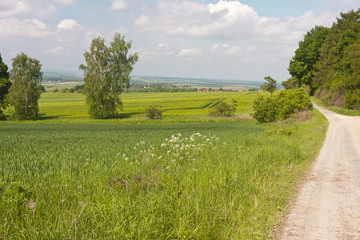 Elm in Deutschland, Germany