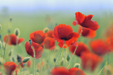 Red poppies