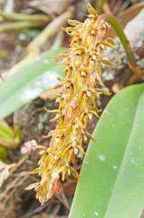 Obraz premium Forest orchid flowers in Phuluang Wildlife Sanctuary at Loei, Th