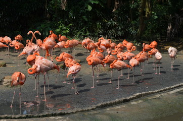 Pink Flamingoes