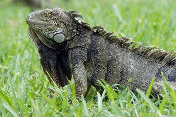 Grüner Leguan, Aruba, ABC Inseln