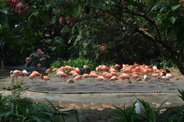 Pink Flamingoes